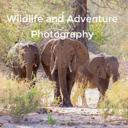 Wildlife photography podcasts