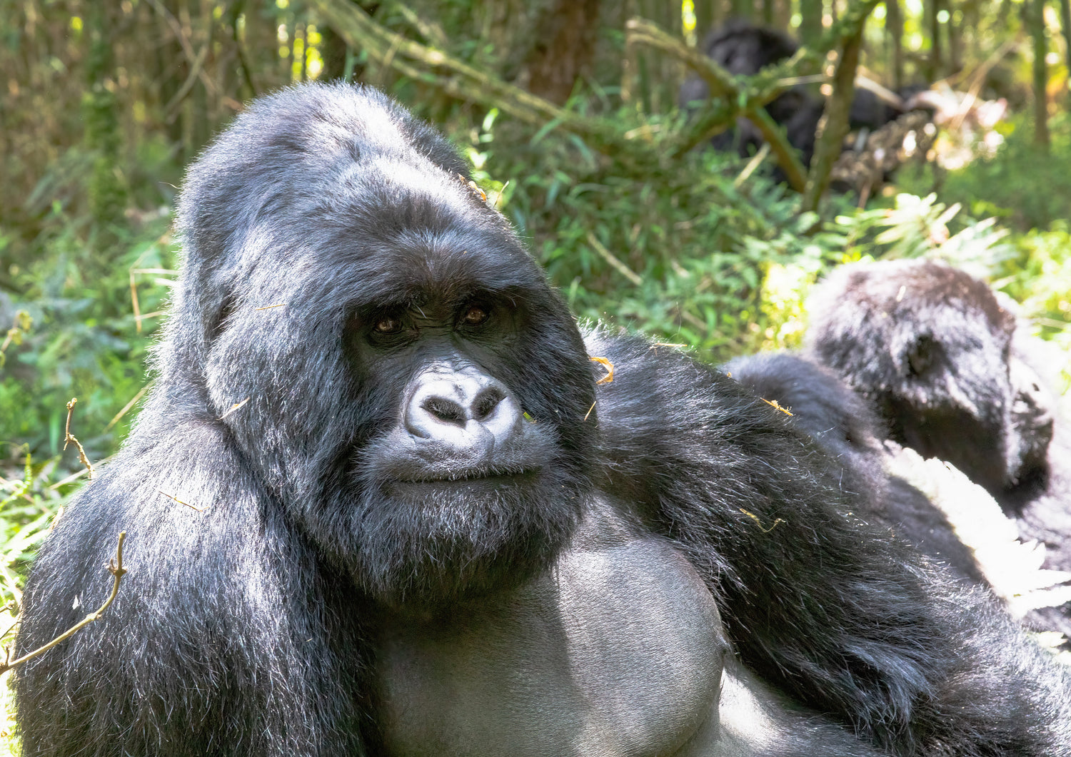 Wild Uganda