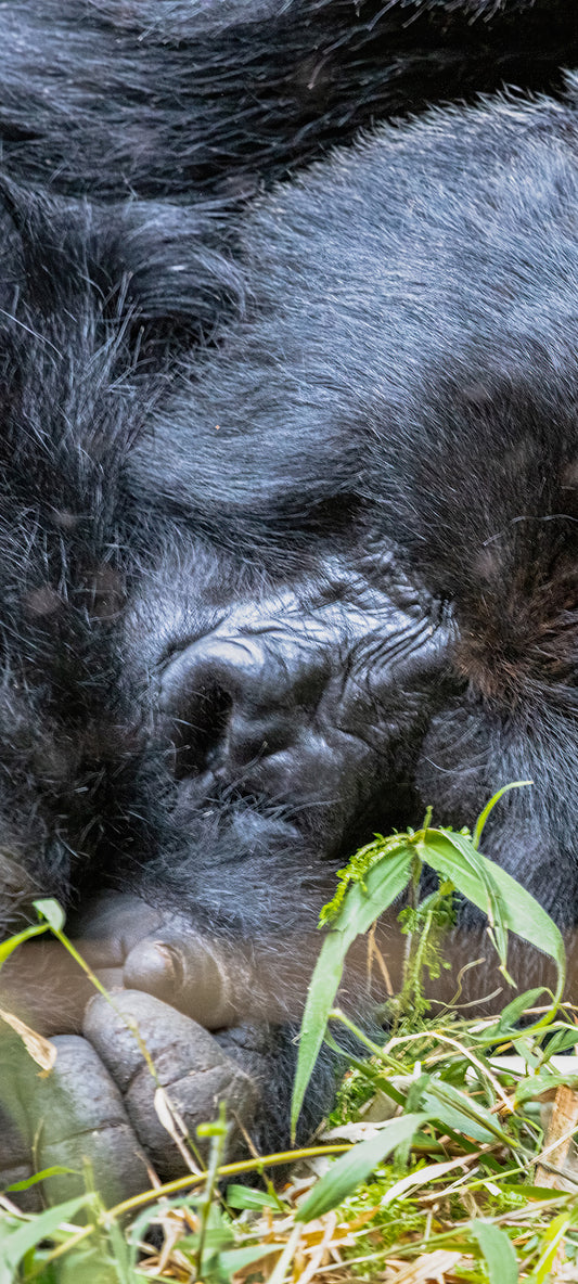 Sleeping Gorilla Wallpaper