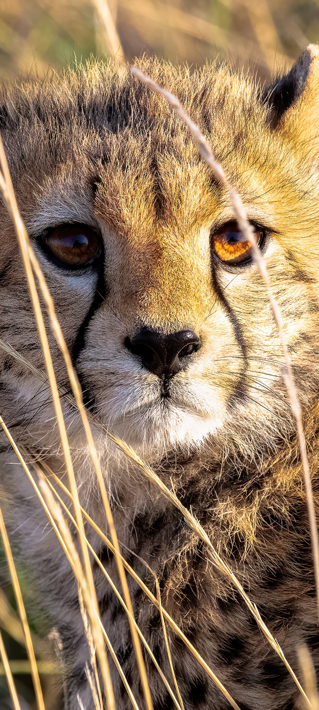 Cheetah Wallpaper