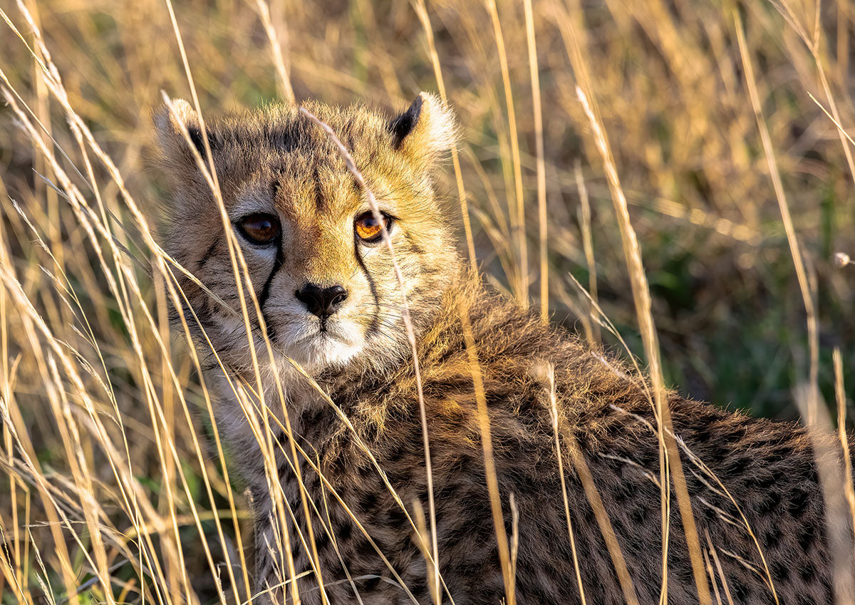 Cheetah Wallpaper
