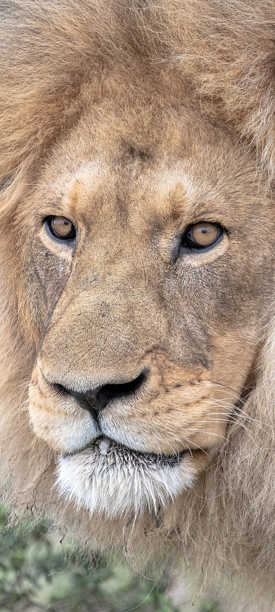Dominant Male Lion