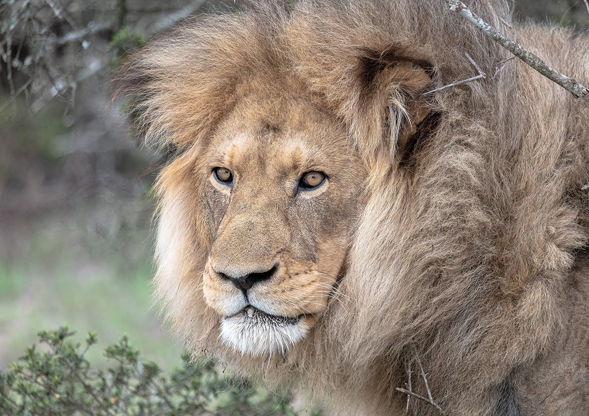 Dominant Male Lion