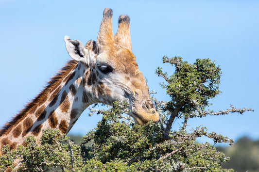 Hungry giraffe r2