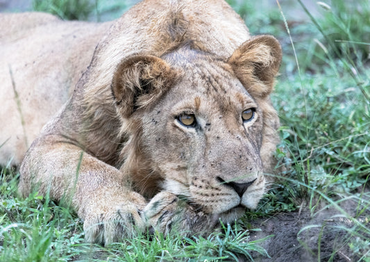Young Lion
