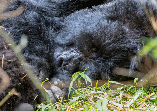 Sleeping gorilla