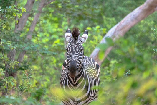 Zebra r2