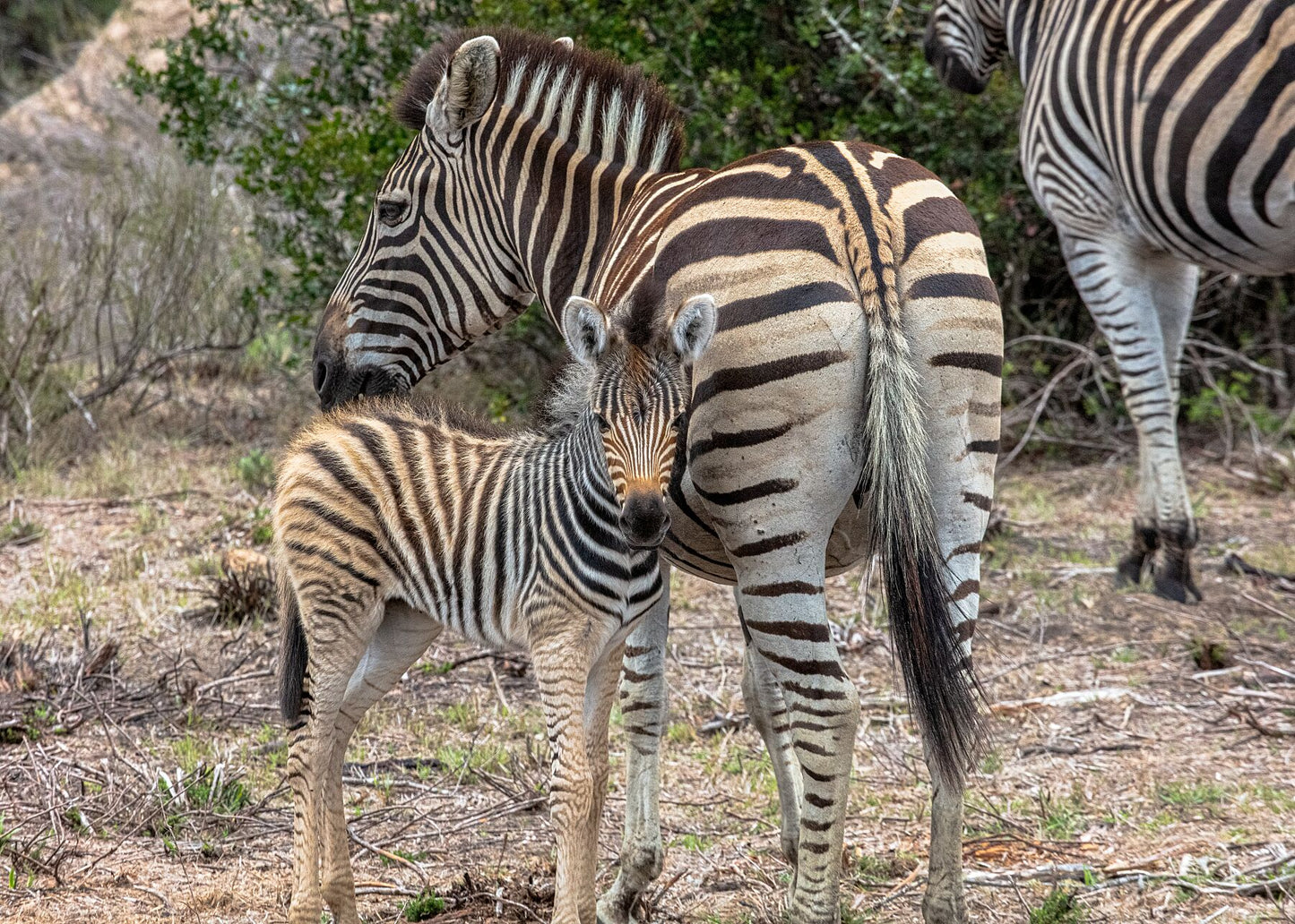 Young zebra II